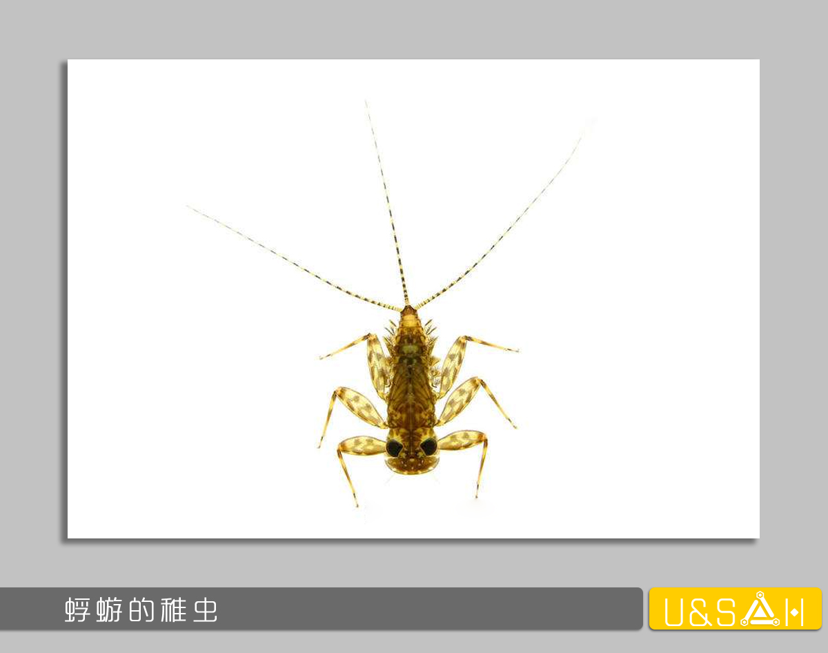凡美丽的，都是残忍的——你一定想不到蝴蝶是多么的变态