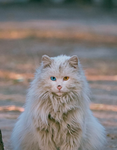 本土猫种狮子猫,一直被称为"布偶平替",现在数量远比布偶稀少