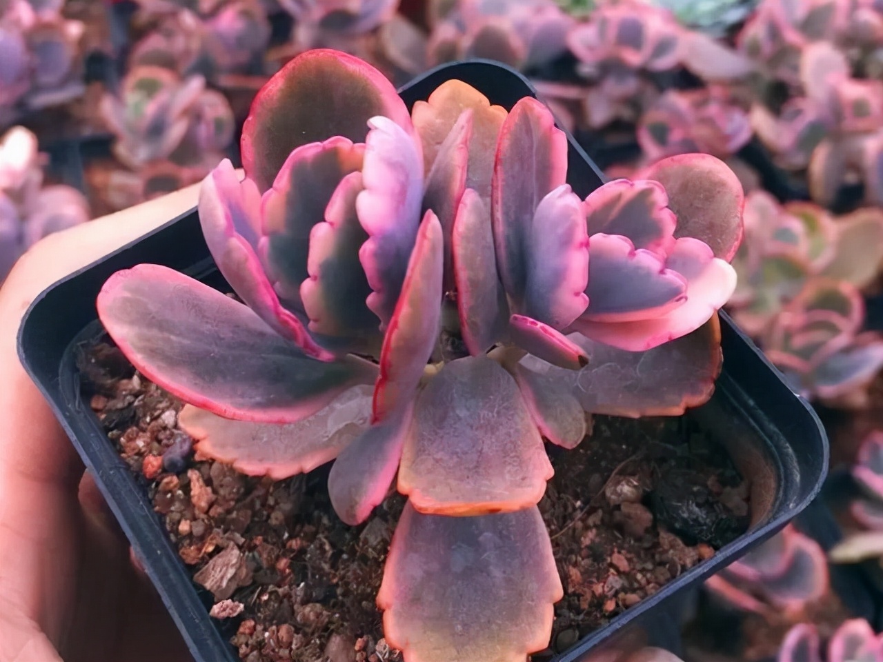 不死鳥 一種很多人都不願意養的多肉 其實很漂亮 而且非常好養 天天看點