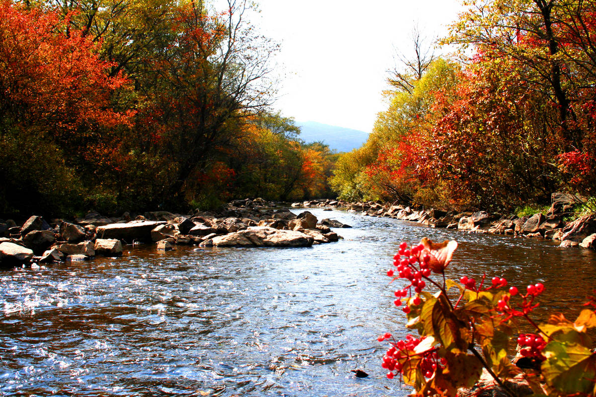 东北林业大学2016-2017年各省录取分数及段位统计表