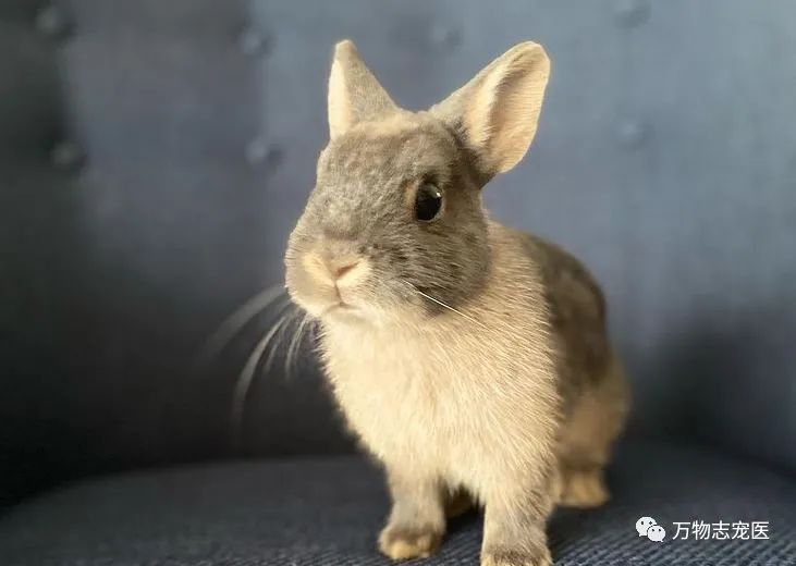狮子兔多少钱一只兔子不止有白色