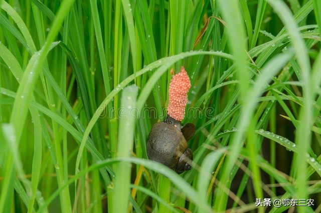 鸭子是福寿螺的天敌,只要稻田里有鸭子,福寿螺就不会猖獗,危害水稻