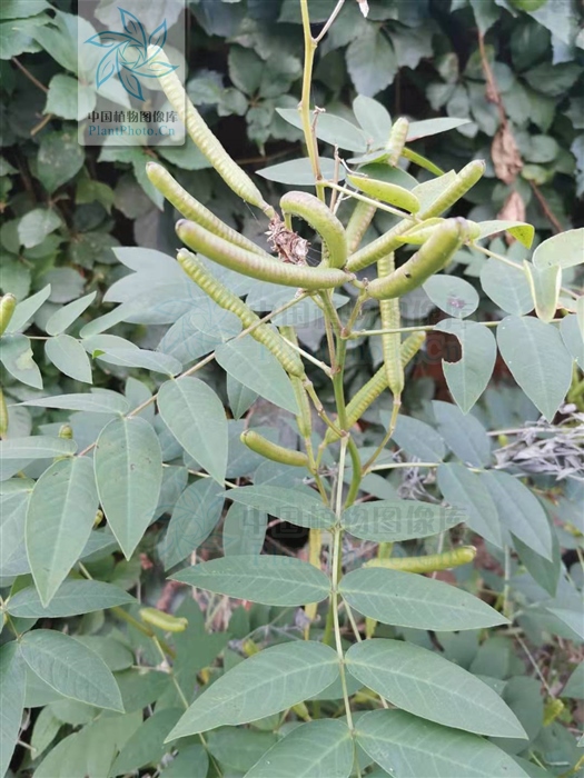 為豆科植物望江南的種子和莖葉.夏季植株生長旺盛時採收,陰乾.