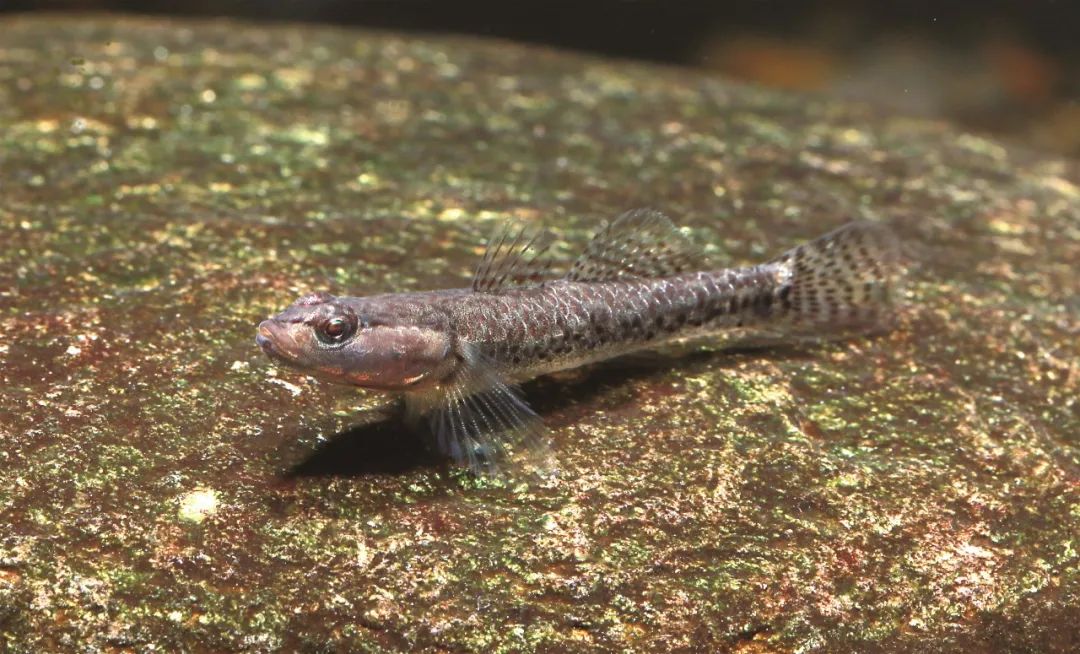 鱼类名称大全及图片淡水鱼有哪些