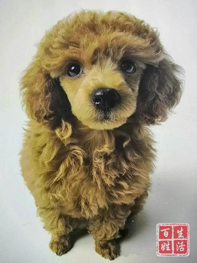 狗证怎么办理,狗证怎么办理多少钱