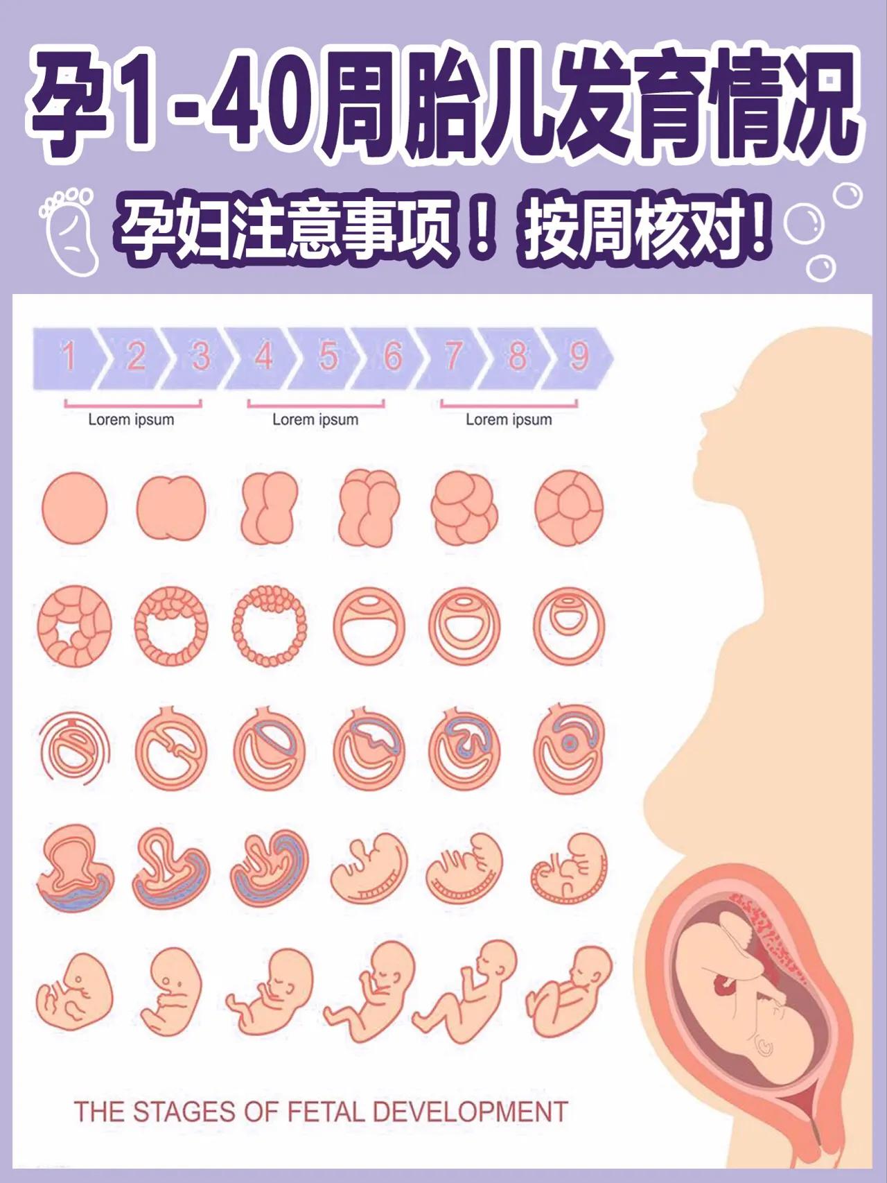 怀孕各阶段胎儿发育1-40周的3D变化图