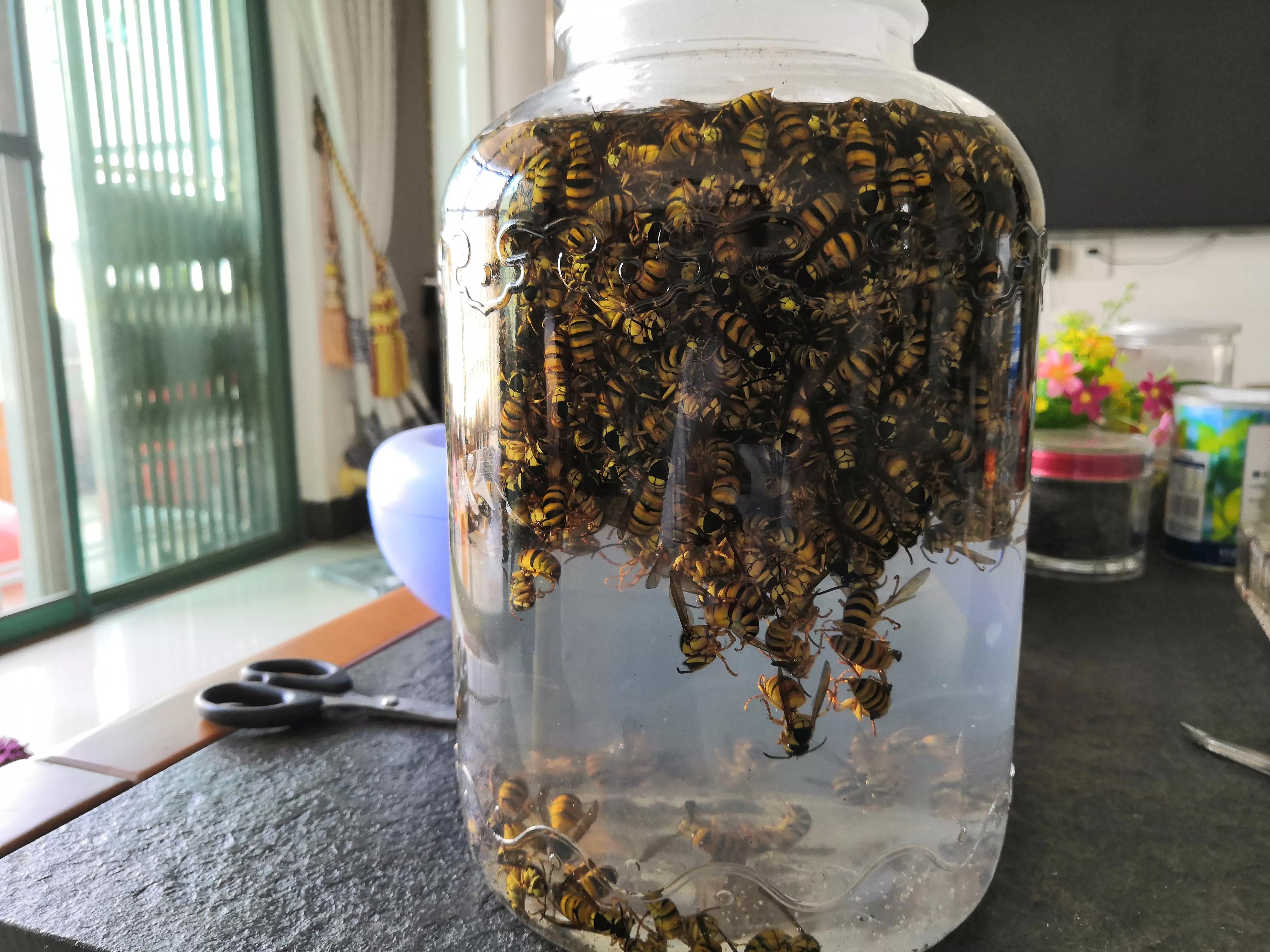 马蜂酒泡制～～主治风湿,类风湿,缓解疲劳