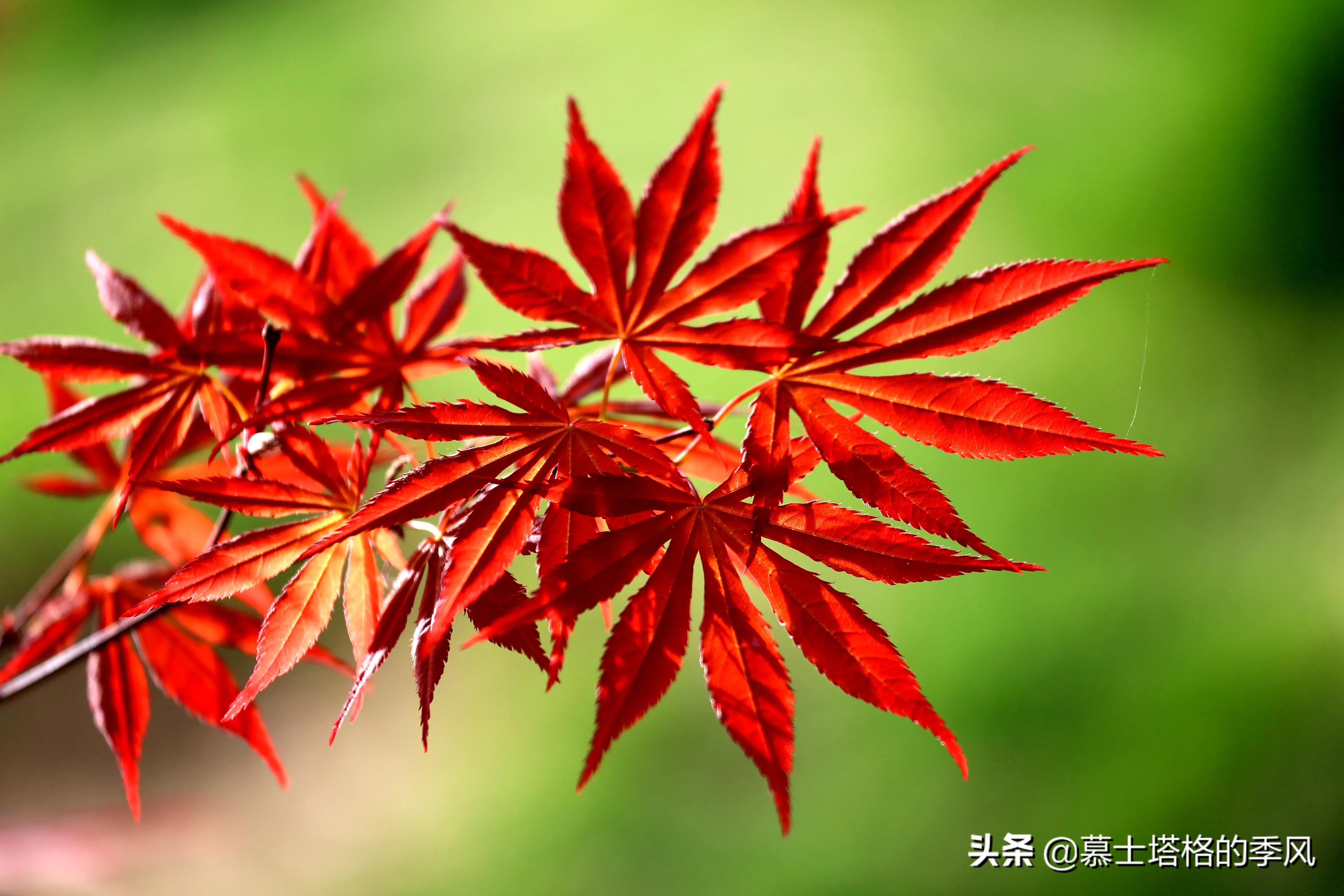 风景枫叶图片大全(中国秋天最美的10处红叶,你都知道在哪里吗?