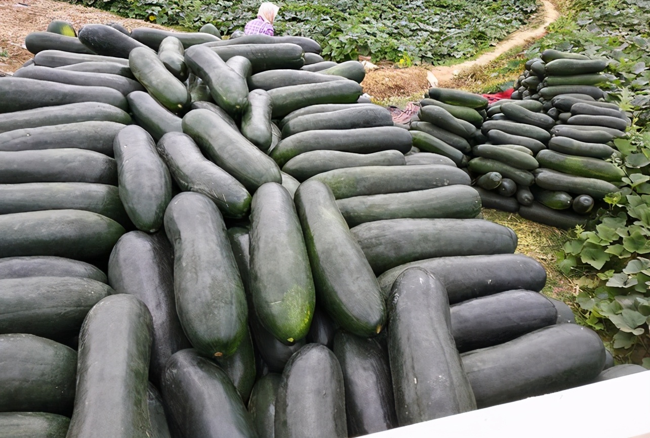 白皮冬瓜(买冬瓜时,黑皮好还是青皮好?