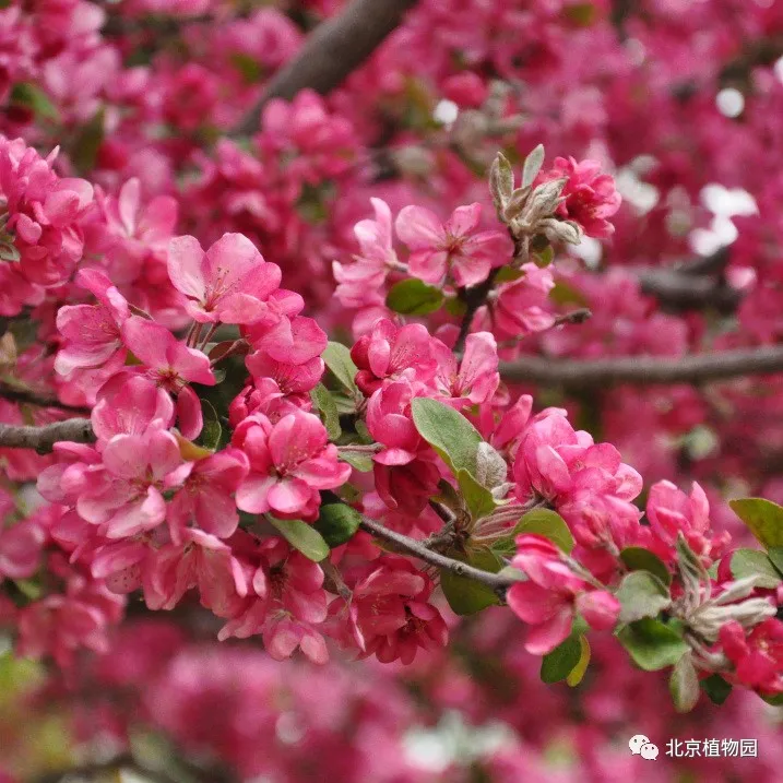 春华秋实，赏海棠红果正当时~