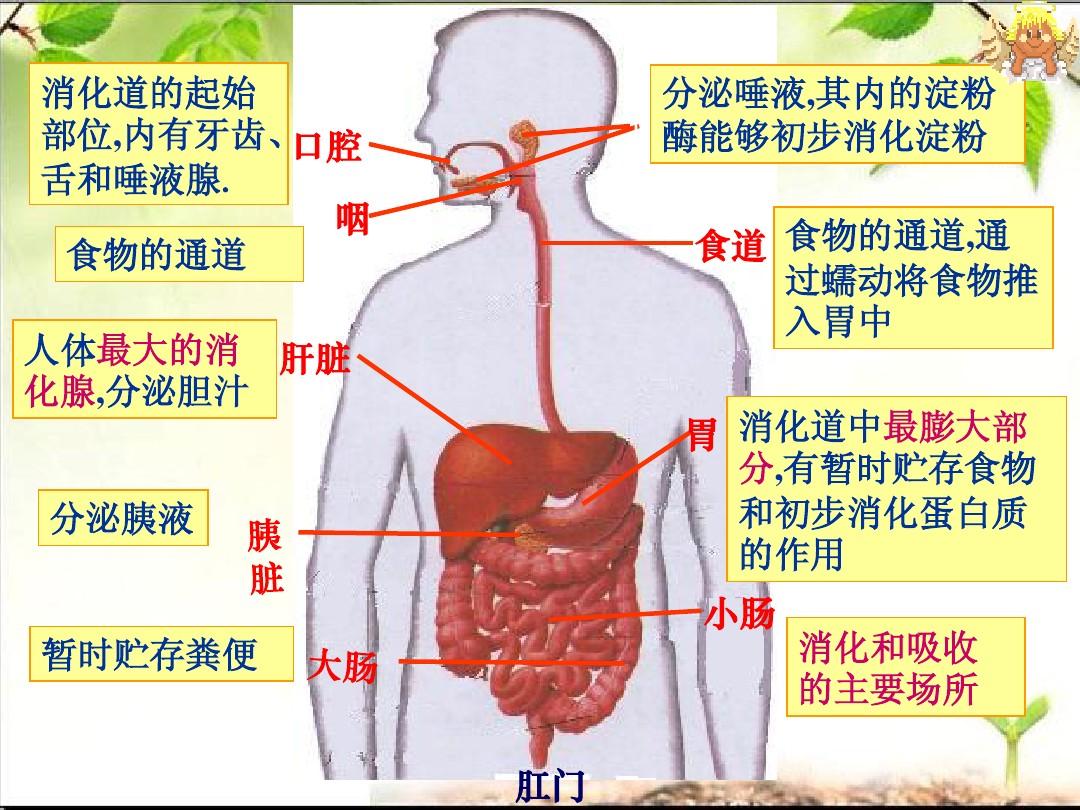 人的体内胃就会开始消化这些食物,承担起了消化功能,随后就是到肠道