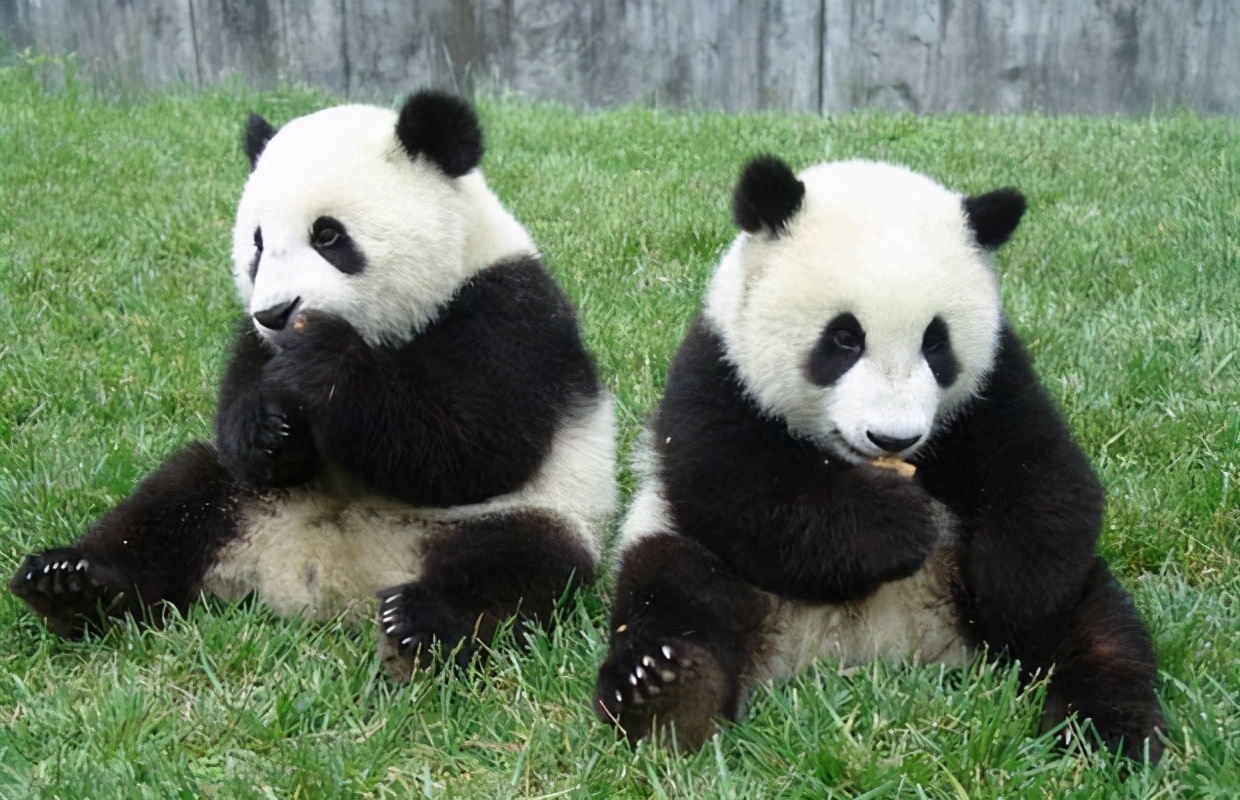 大熊猫的繁殖特点（大熊猫的繁殖有什么特点）