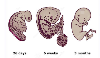 怀孕一个月怎么办(怀孕一个多月胎儿是什么样？六点注意事项，刚怀孕的准妈妈了解)