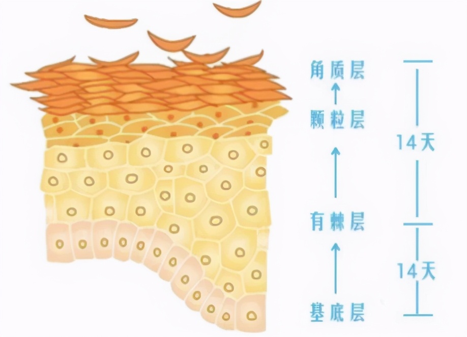 怎么修复受损皮肤(皮肤屏障受损怎么办？这份敏感肌修复“三部曲”，值得收藏)