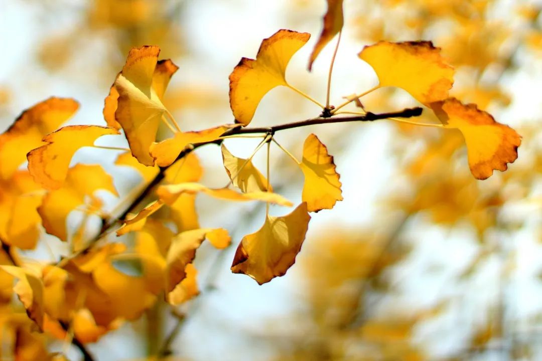 30个温柔且干净的秋天诗句，最适合九月发朋友圈