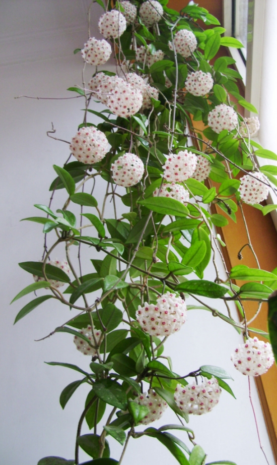 什么花适合放家里 家里适合放什么花