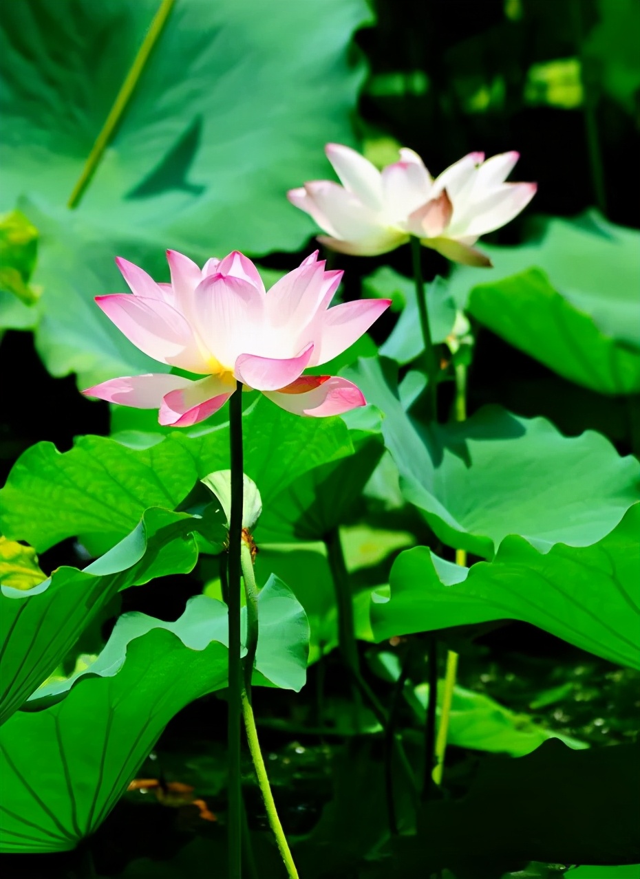 试问莲花有多美？即便你沉睡千百年，醒来依是“初恋脸”