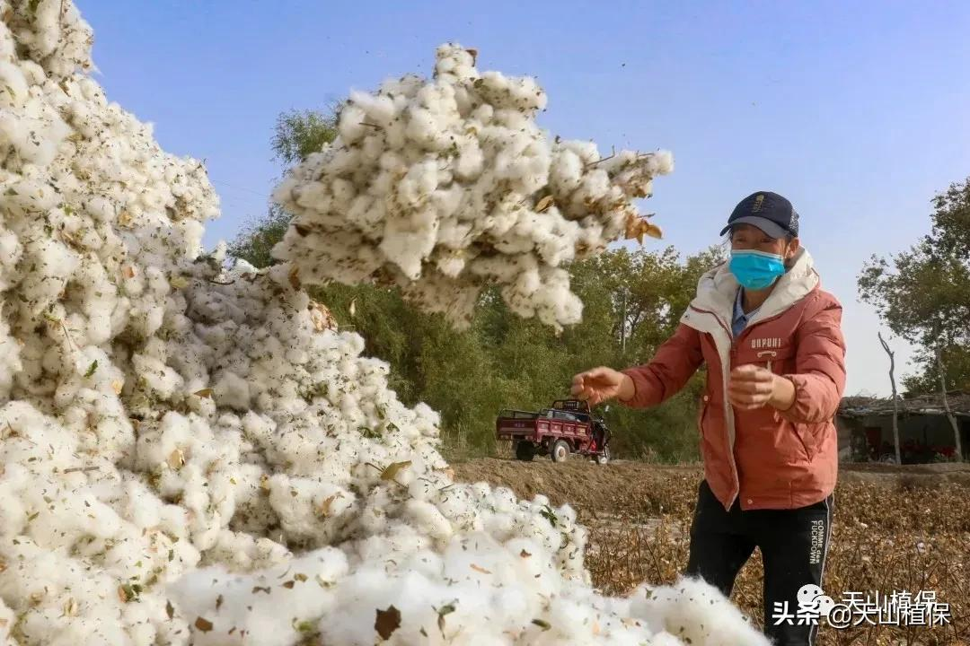 棉企敞开收购,棉价企稳,优质优价成为主流