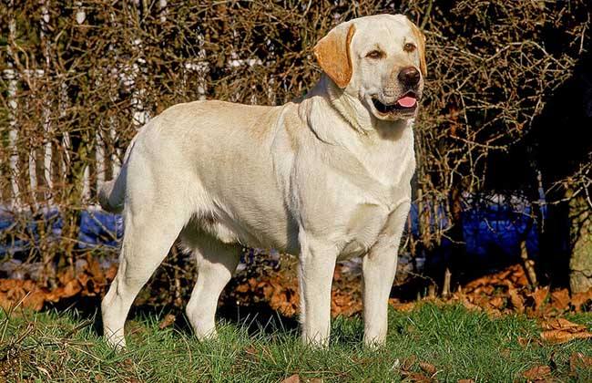 "纯种"拉布拉多犬都有的7个特点,我养的是串串,你家的呢?