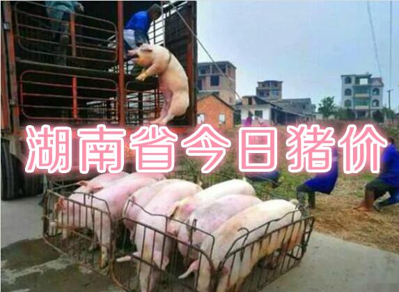 湖南省今日猪价播报：2019年8月3日湖南省猪价行情，上涨