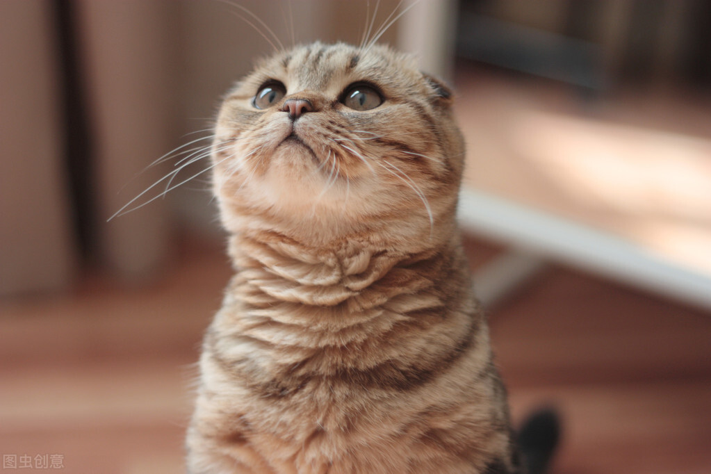 How to Say Looking Up in English - A Guide to抬头 Expression