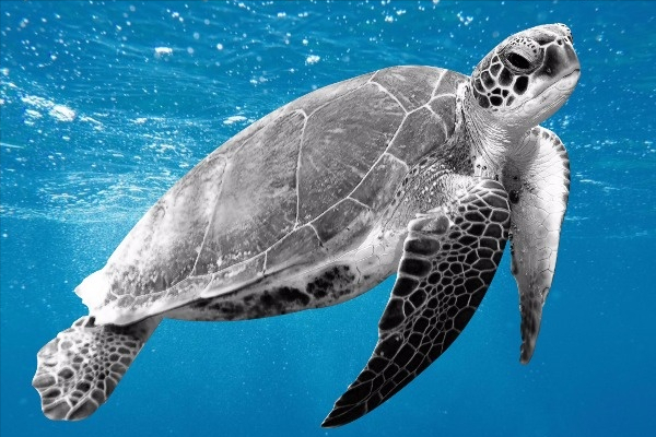 人造革是什么样子的（超全面珍稀皮革博览：33种罕见皮革材料图文集合）