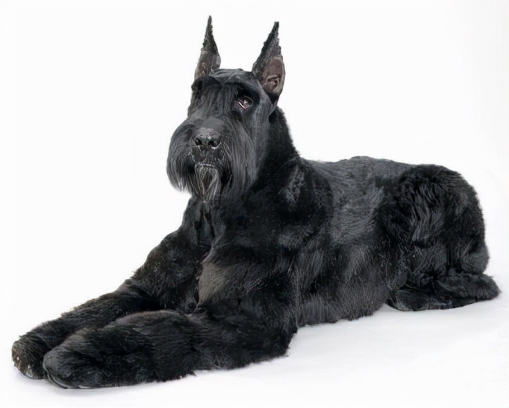 世界犬种智商排名榜前 30 名的聪明狗狗