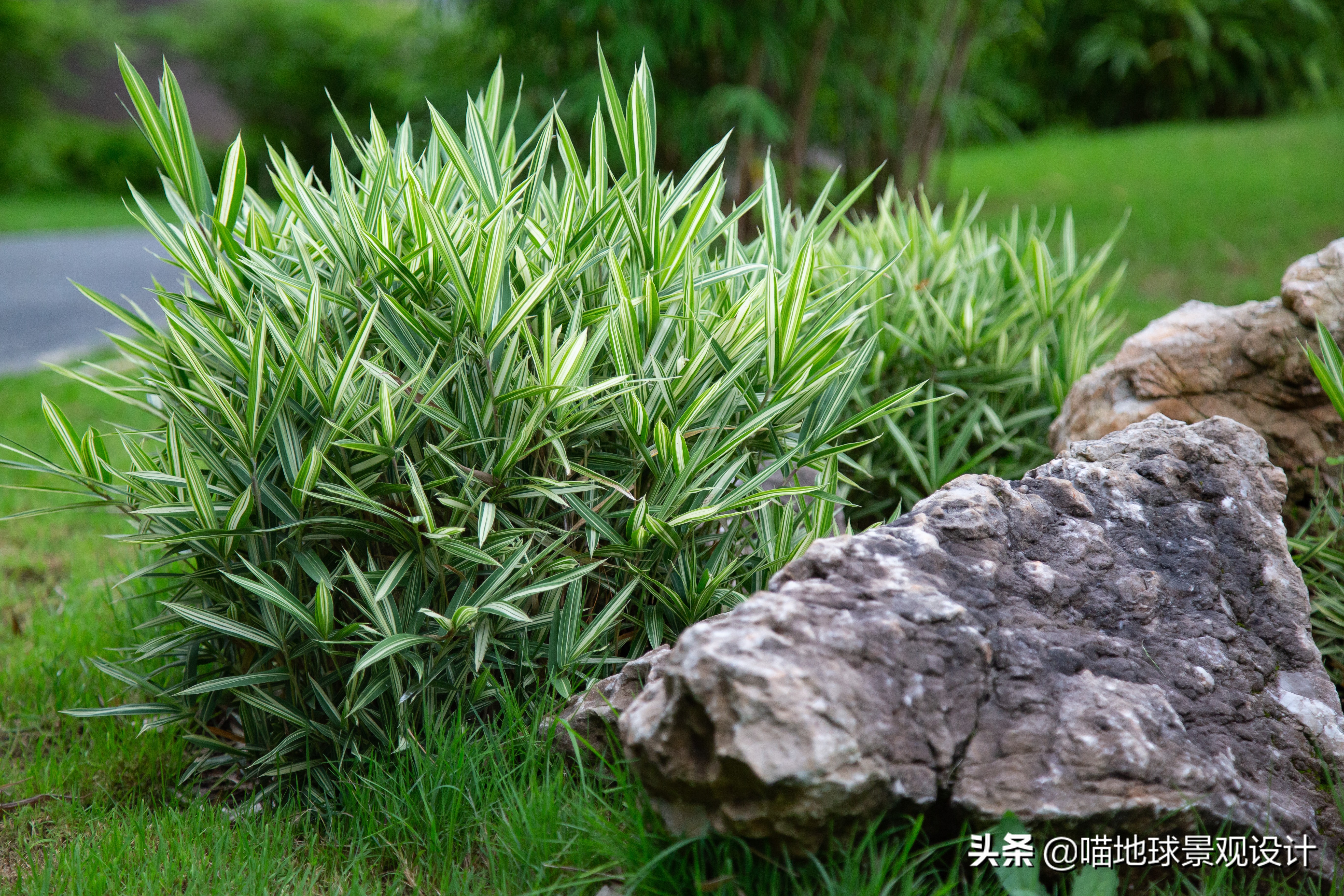 庭院景观设计:庭院中常用的几种竹子