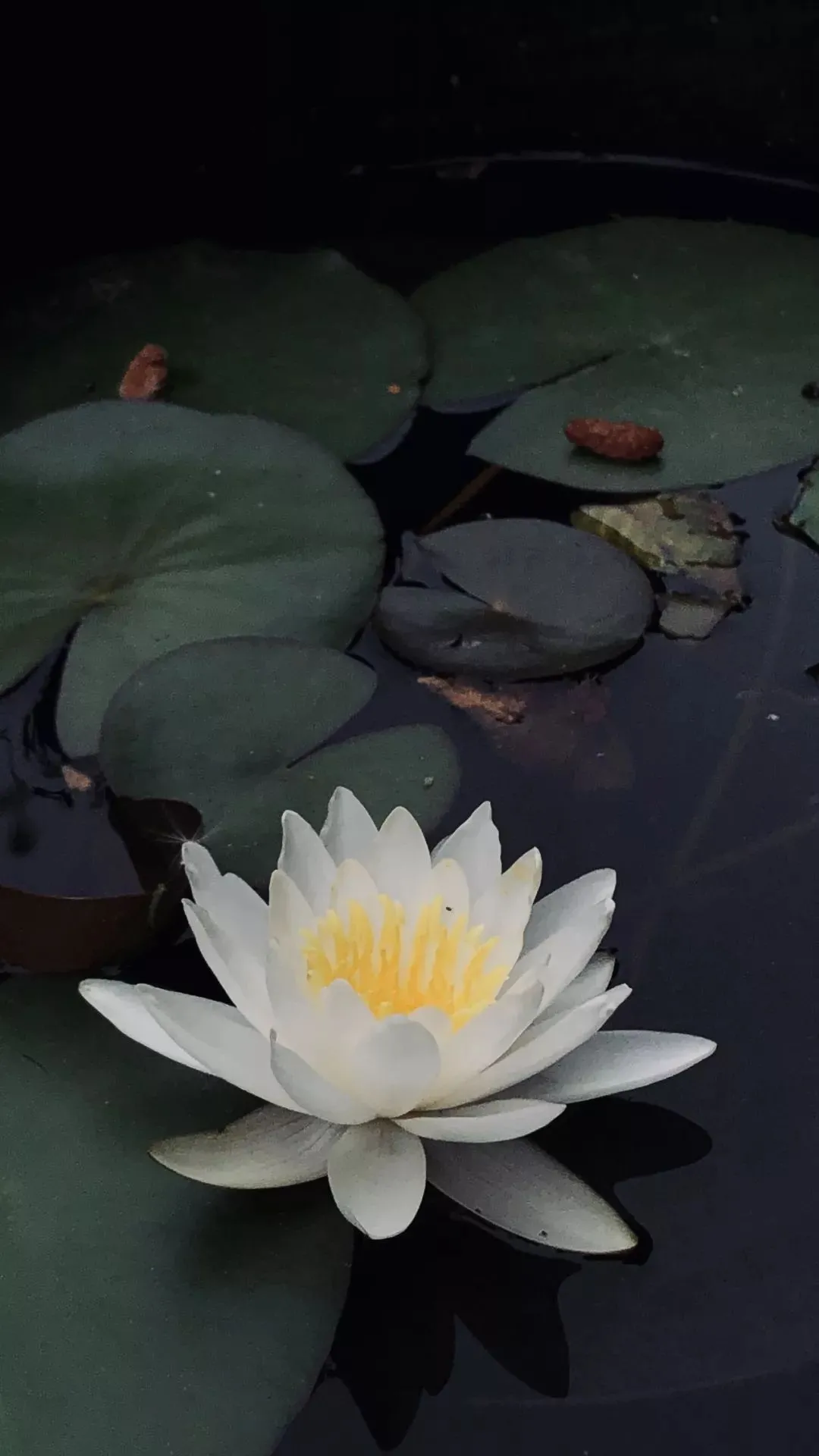 各大名校高清壁纸！来看看有没有你的理想大学呀