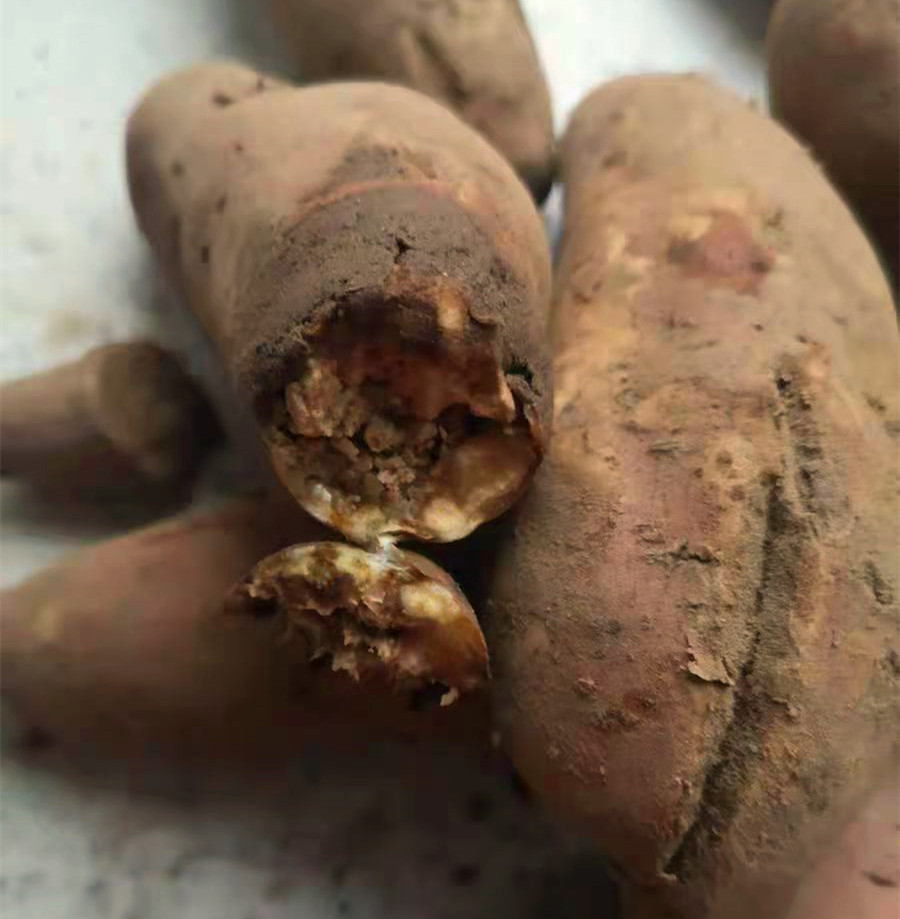 红薯发霉了还能吃吗(红薯上有黑斑是否有毒?到底能不能吃?