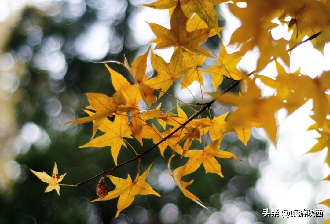 这些让秋天变得五彩斑斓的叶子，原来是这么一回事