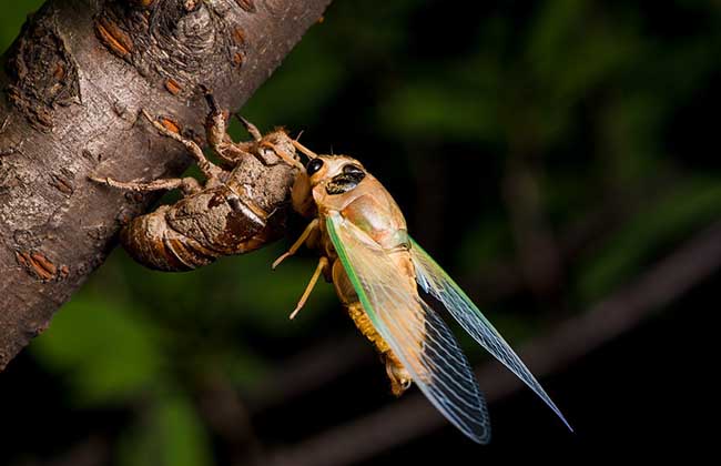 金蝉用自己的一生，告诉了我们七个人生哲理