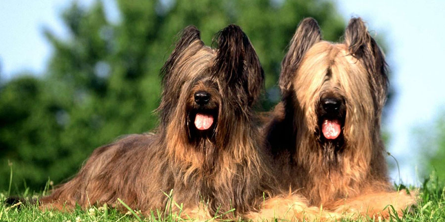 世界犬种智商排名榜前 30 名的聪明狗狗