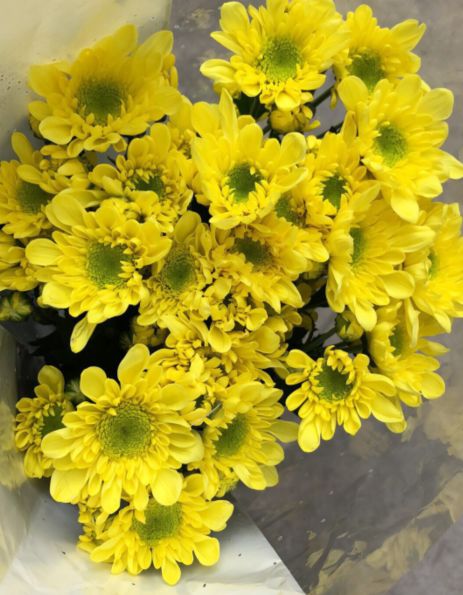 小雏菊花期（小雏菊花期较长养护得当可更长）