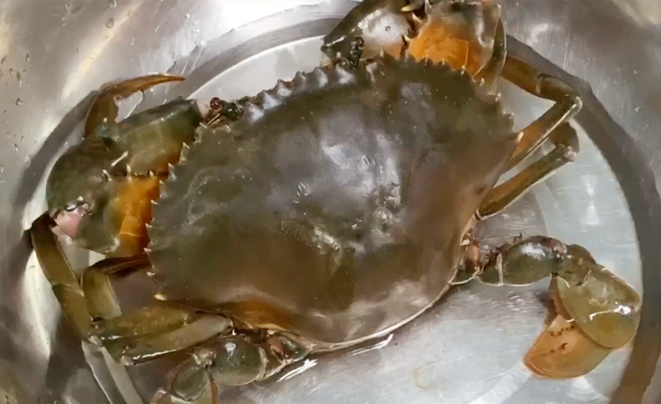 螃蟹-买的活螃(bang)蟹怎么保存（买的活螃蟹怎么保存到晚上呢）
