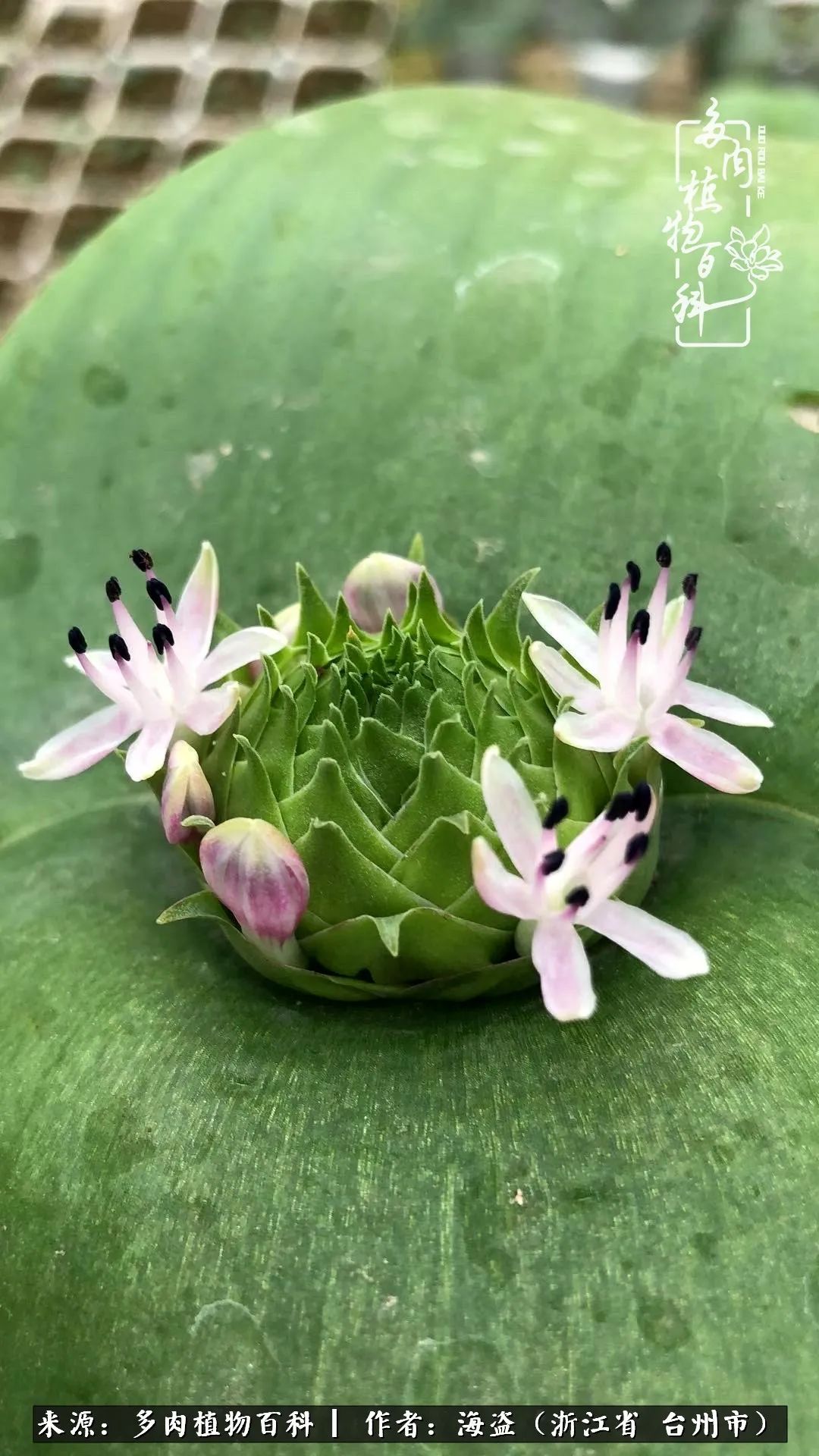 科普：“镜”花水月，鳞茎类“镜”属多肉的养护攻略