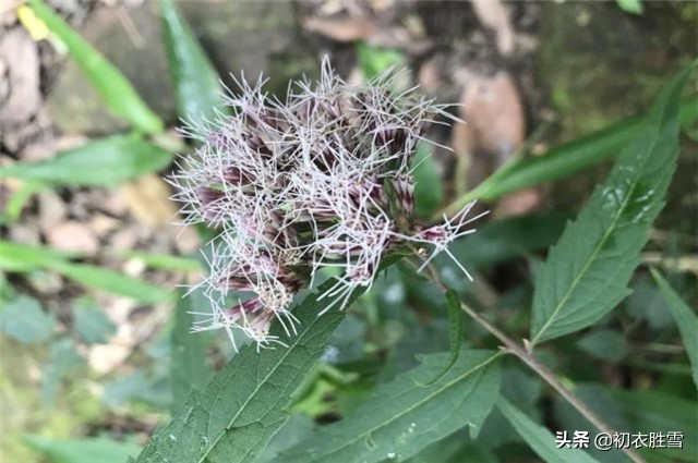 端午节又叫浴兰节，浴兰诗词六首，领略端午芬芳