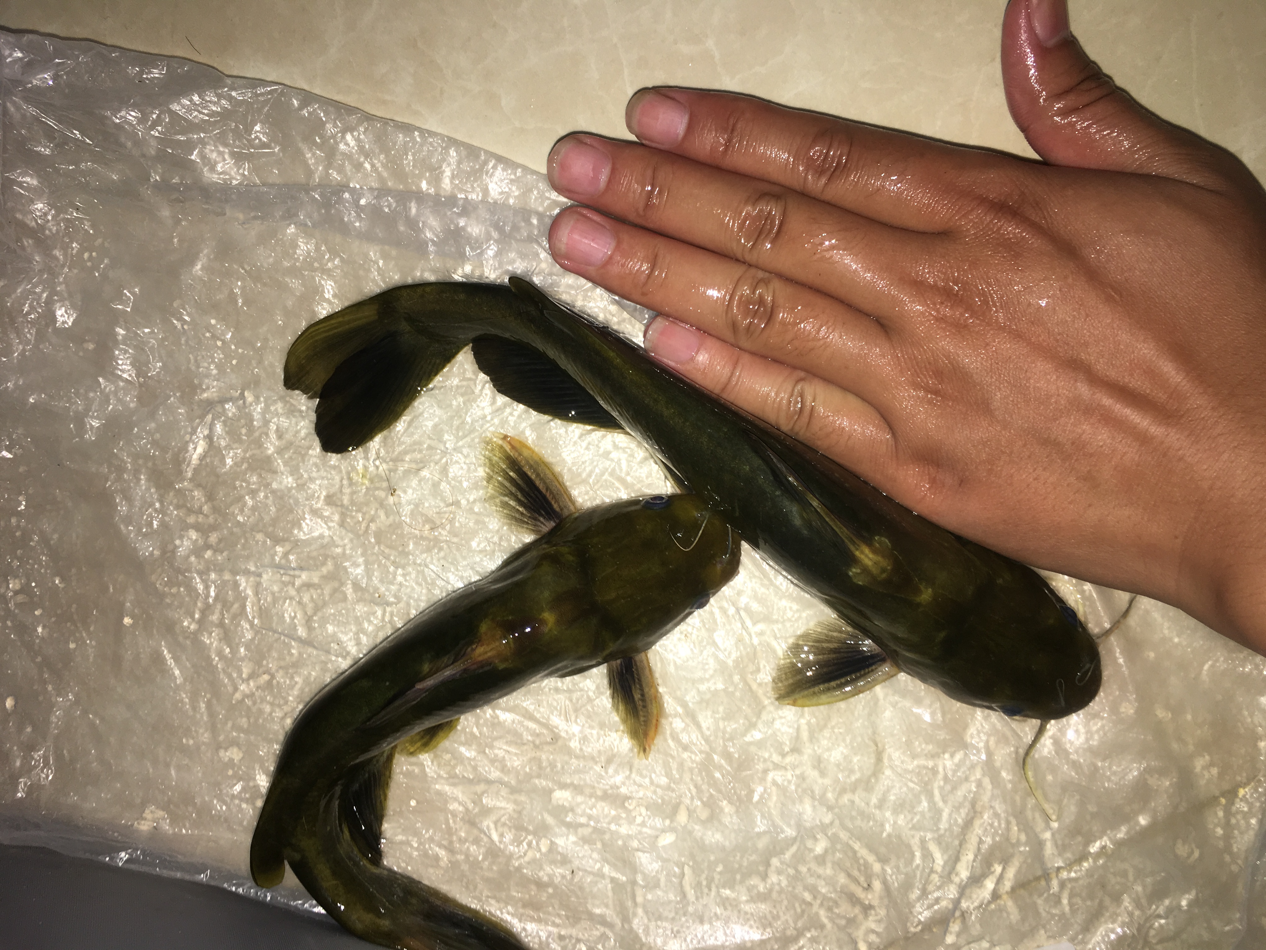 三角峰图片(你可能钓到假的黄辣丁) - 赤虎壹号