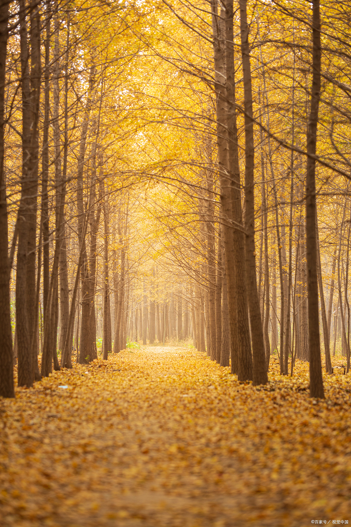 江苏银杏树旅游景点(推荐国内最美的9大古银杏村) - 悦闻天下