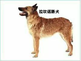 比利时黑色牧羊犬图片（比利时牧羊犬的4种形态）