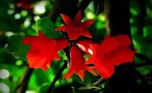 广州市市花是什么（全国56个城市的市花介绍）