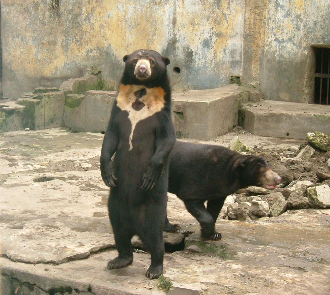 小熊的身世(神秘生物？台湾真假熊猫事件)