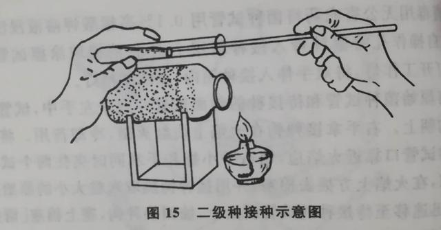 平菇熟料栽培中各种接种方法的优缺点是什么？