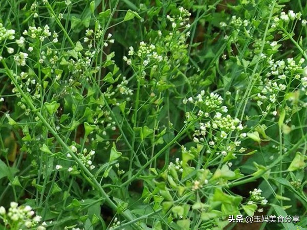 荠菜煮鸡蛋有什么功效三月三这天有什么功效(三月三荠菜煮鸡蛋的做法