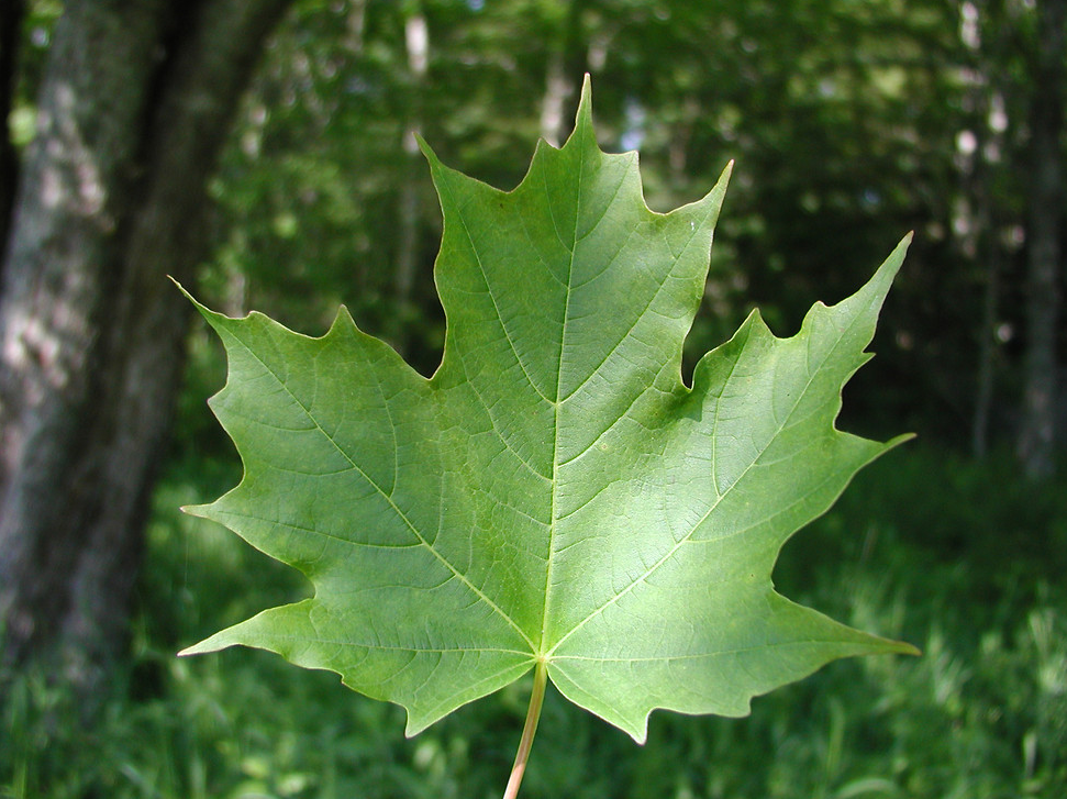 5-6公分糖槭树价格(槭树科色叶树) - 价格百科