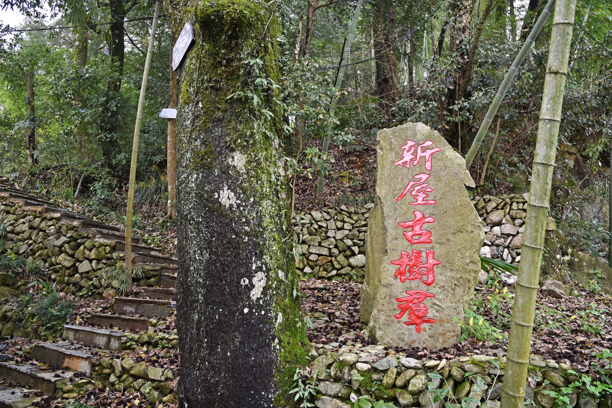 自驾徽州天路，走进真山真水，寻找生活本来的样子