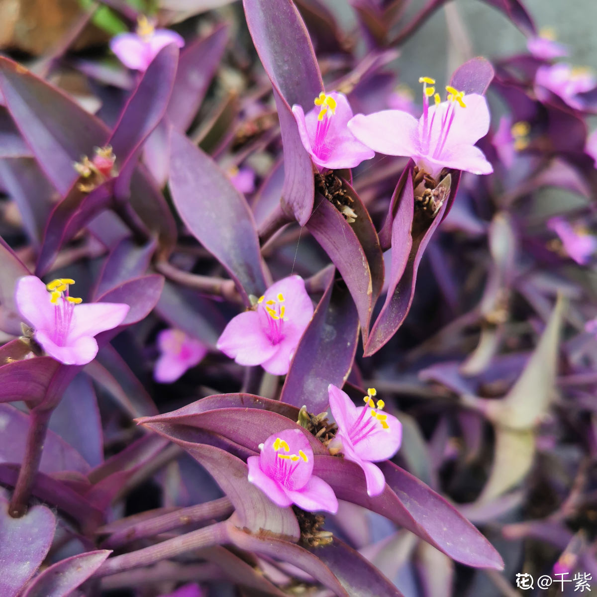 真正的“花坚强”，墙缝、地缝都长满，开花特别旺