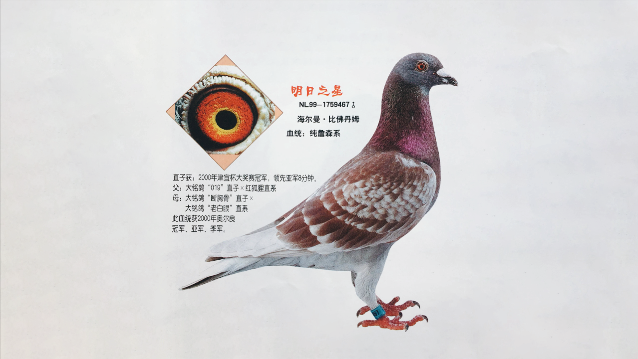 赛鸽配对十大秘诀：种鸽黄金搭配法则与成功育种技巧