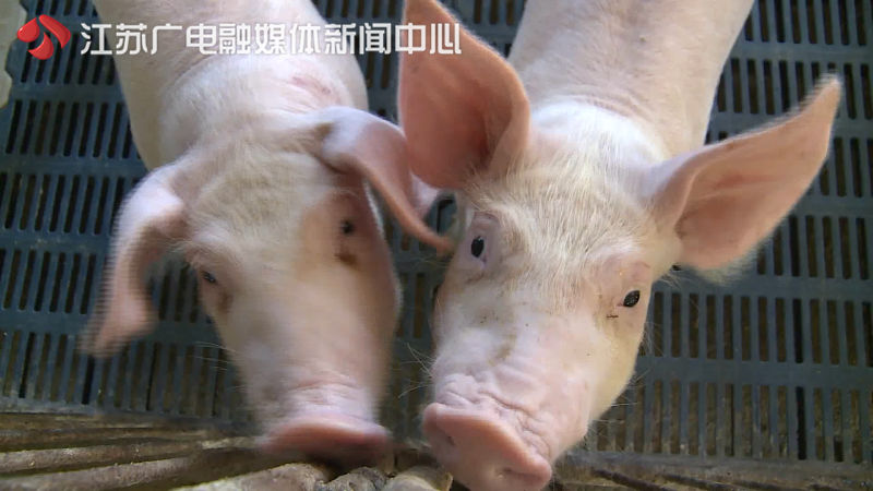 江苏猪肉价格开始回落 五花肉每斤28到29元