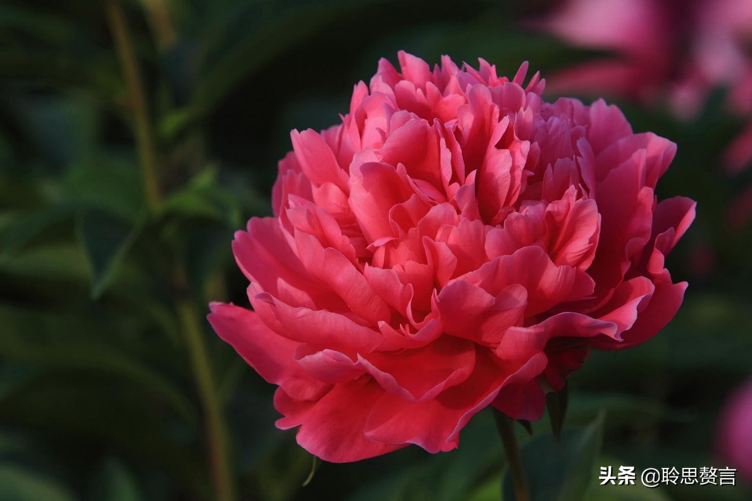 芍药诗词精选三十六首 过眼一春春又夏，开残芍药更无花